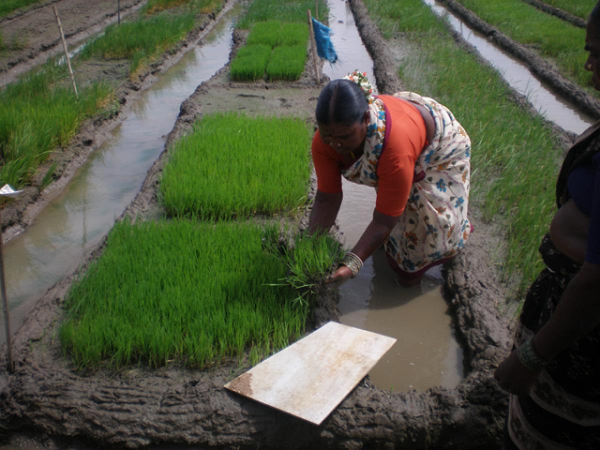 SRI method a boon to paddy farmers