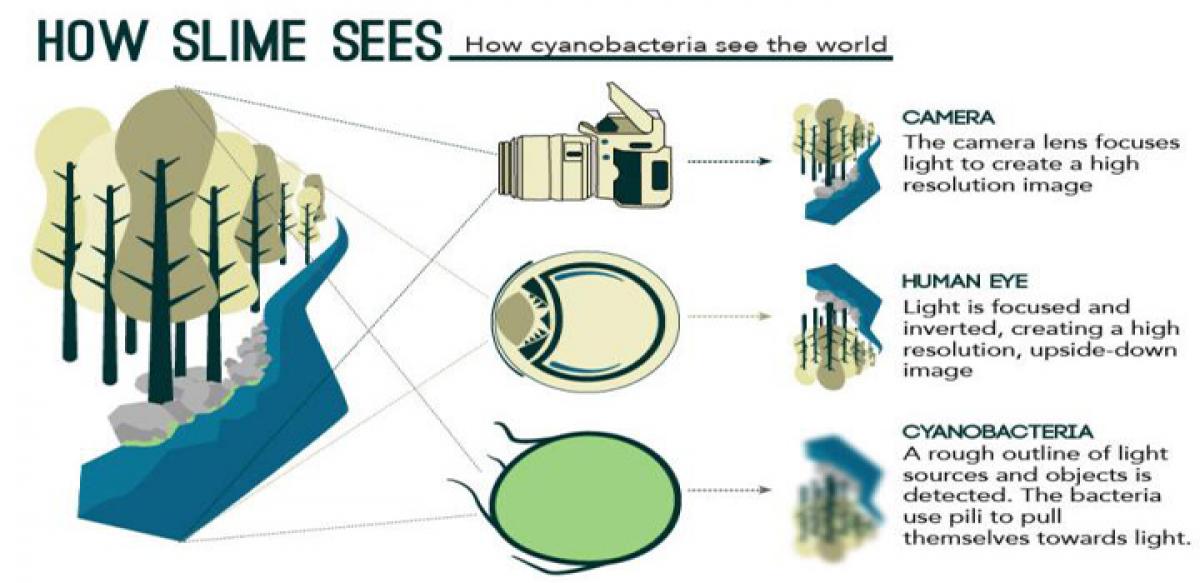 Watch out! Bacteria can see like human beings