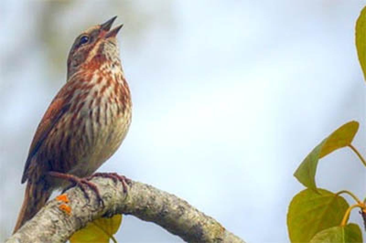 New app to identify bird from its chirp