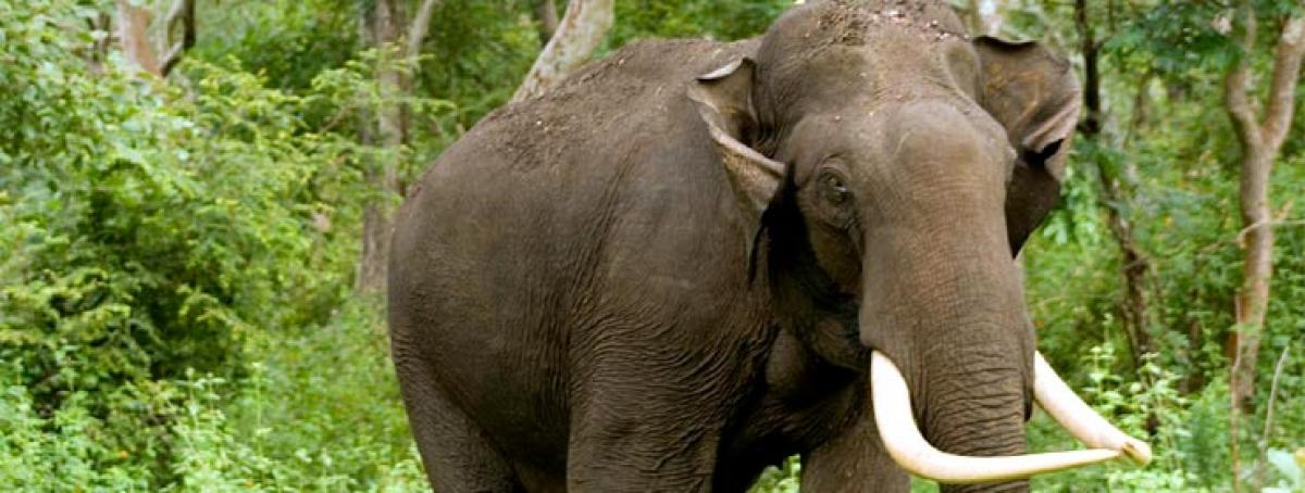 One killed as elephants overrun Bengal village