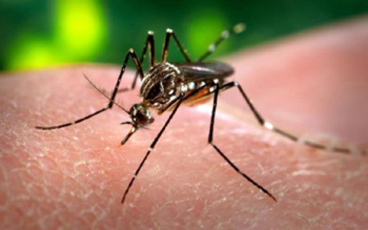 What is Zika Virus?