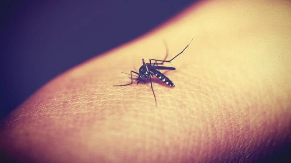 Self-sabotage prevents immune protection against malaria: study