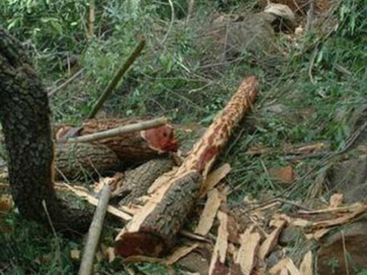 13 woodcutters slip into Seshachalam forests