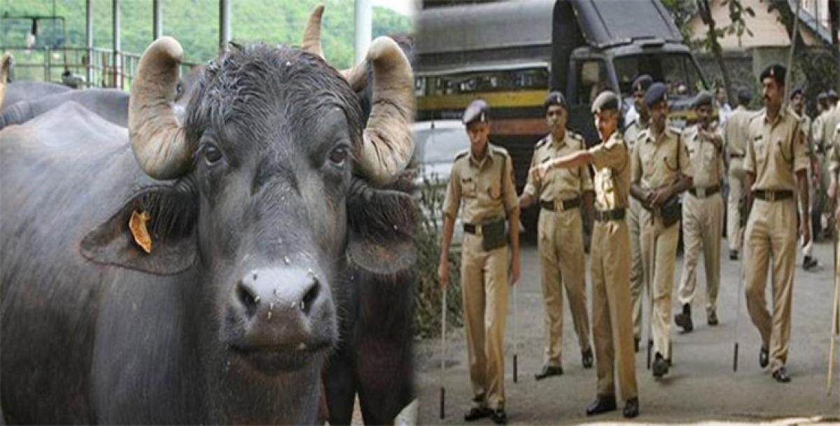 Thanks to stolen VIP buffaloes, UP cops have sleepless nights