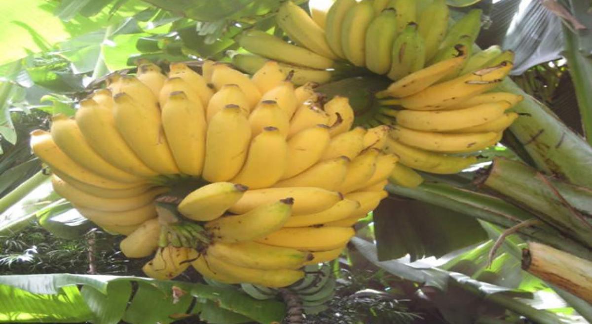 Fungus may make banana extinct in 10 years