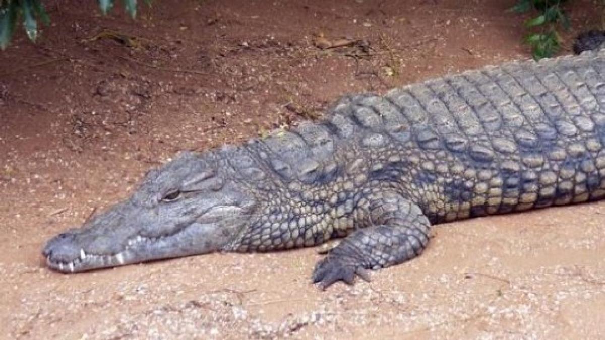 Crocodile scare at Revu Ghat makes pilgrims run for life