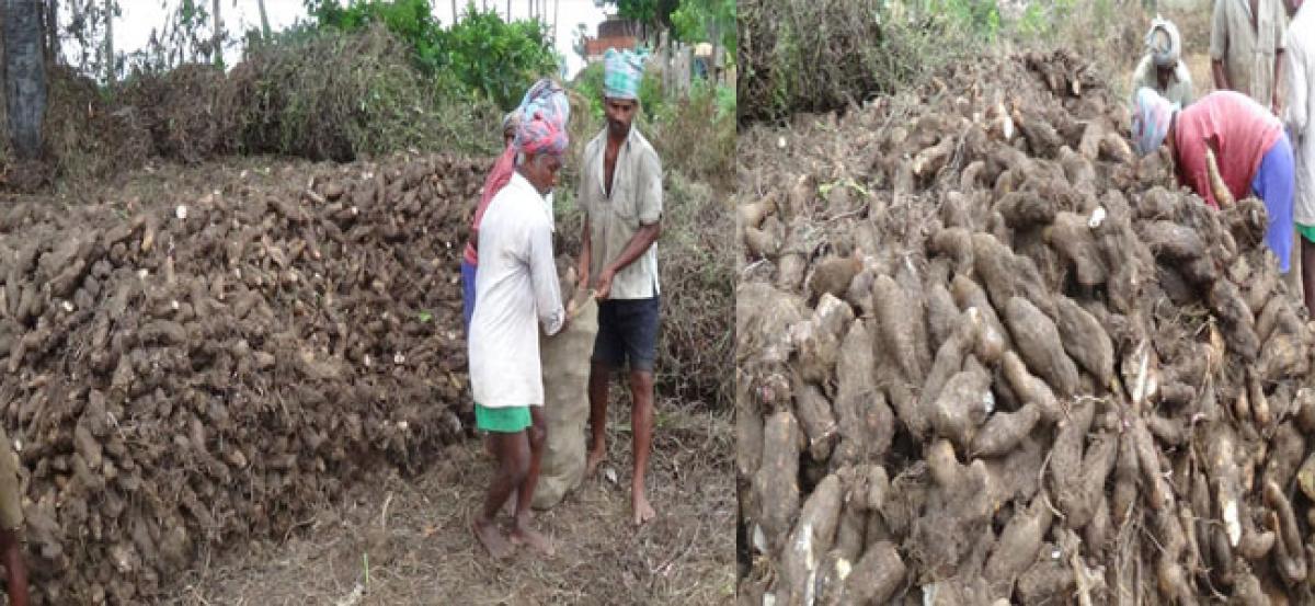 Greater yam farmers in doldrums due to slump in demand