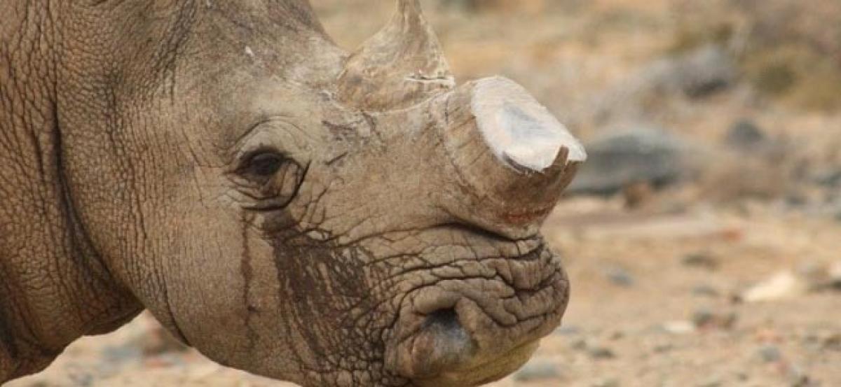 Three Kaziranga rhinos missing in past 24 hours  