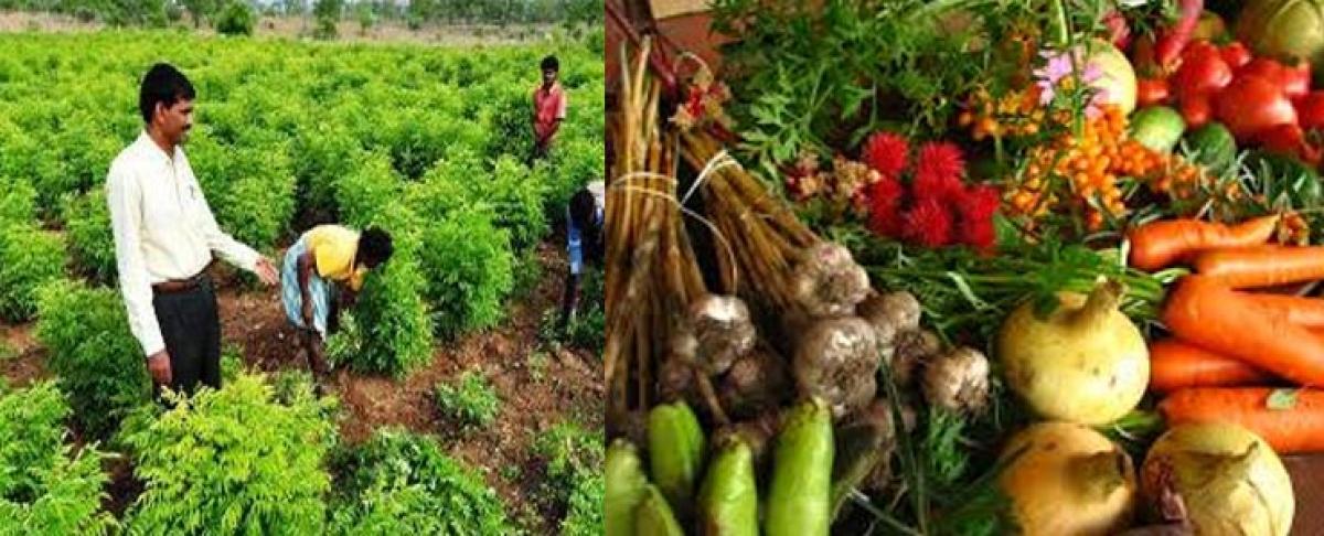 Sikkim gives meaning to sustainable agriculture with organic farming
