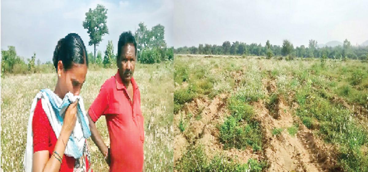 Haritha Haram leaves tribals landless