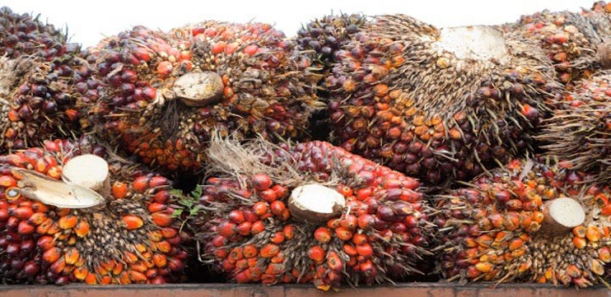 Depressed oil palm farmers raze plantations