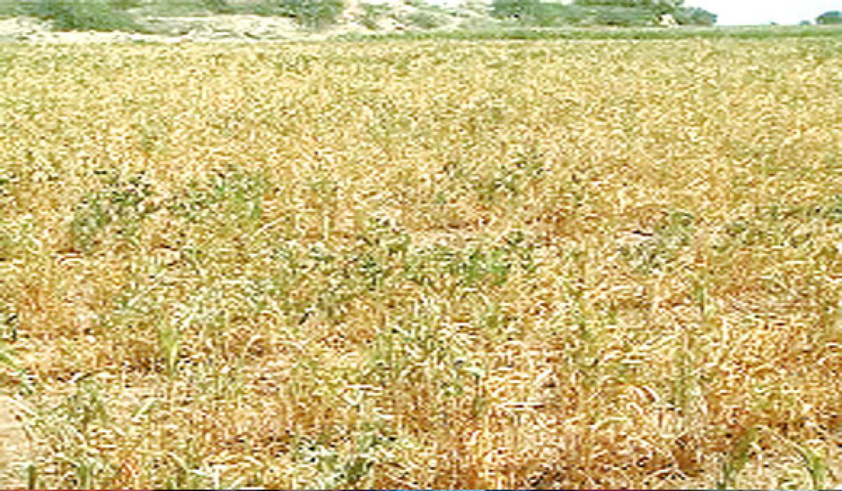 Fasal Bima Yojana a farce, allege groundnut farmers