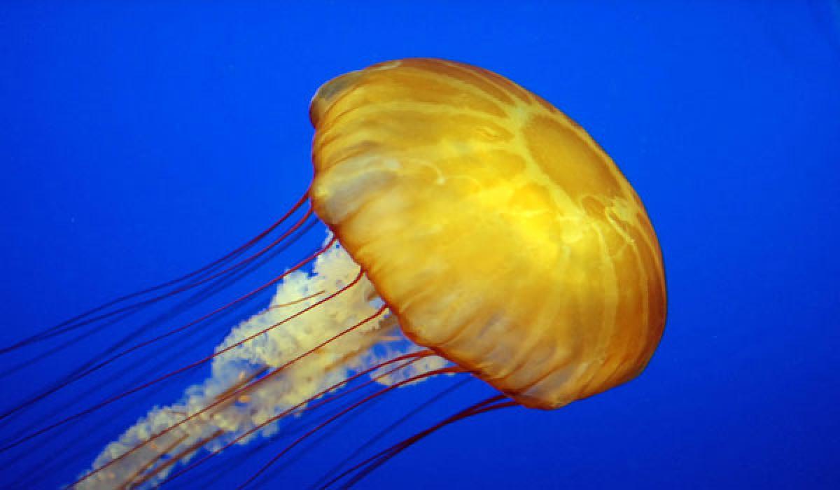 Police recover jellyfish