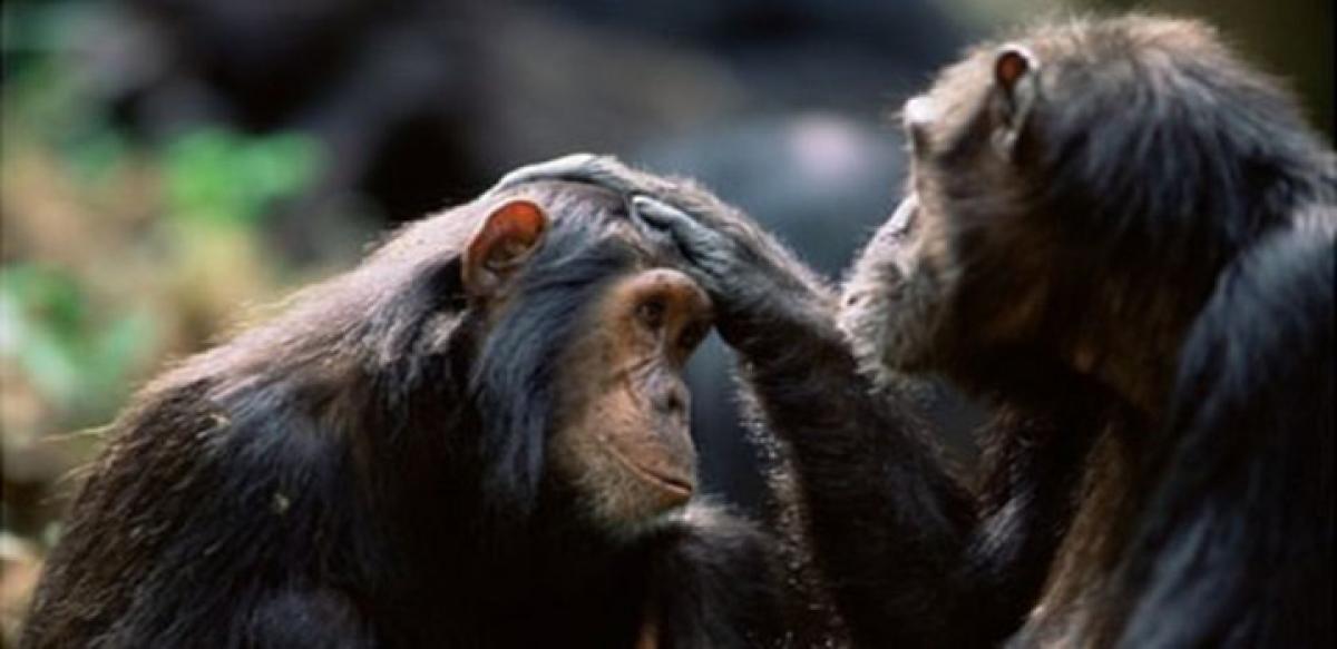 What influences grooming habits of wild chimpanzees?