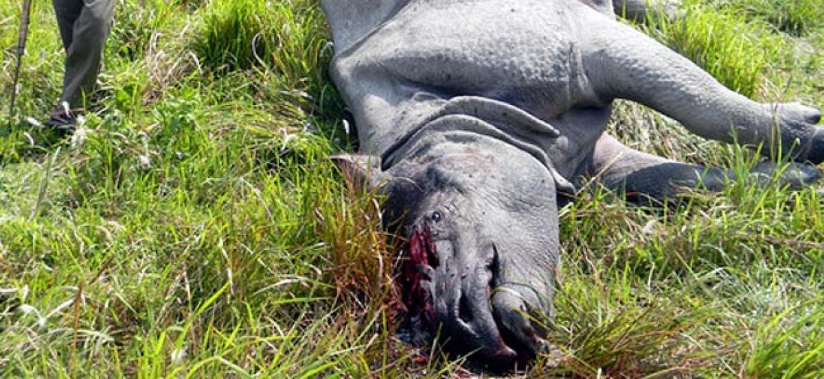 Poachers killed second rhino in past 7 days in Kaziranga