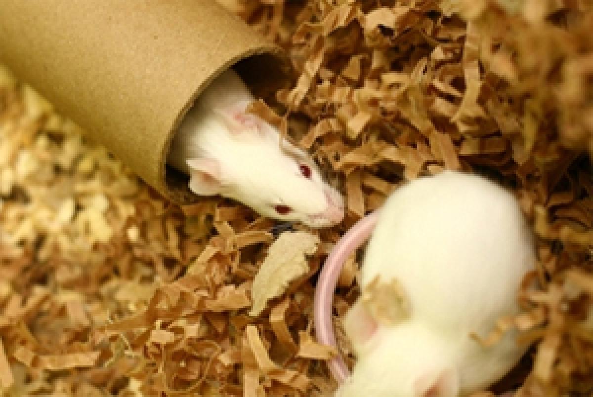 Genes role in disease revealed by mouse study