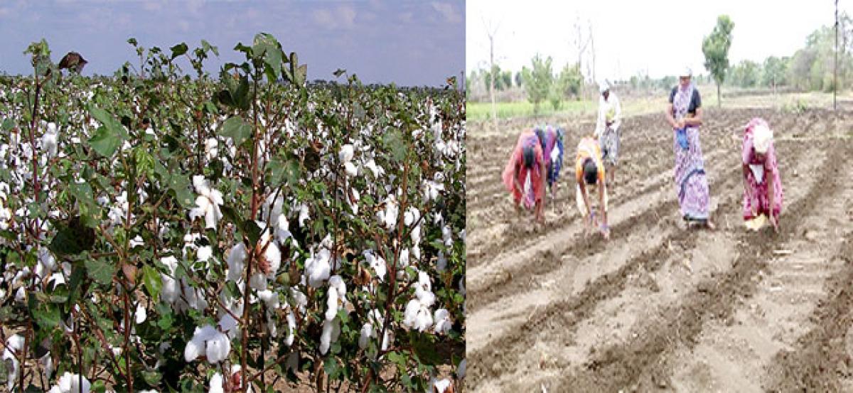 Farmers take up cotton after incurring losses in soya