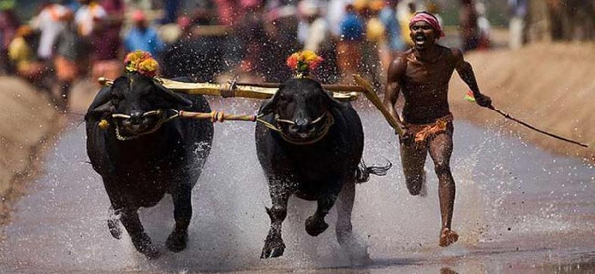 Karnataka government bats for buffalo race Kambala