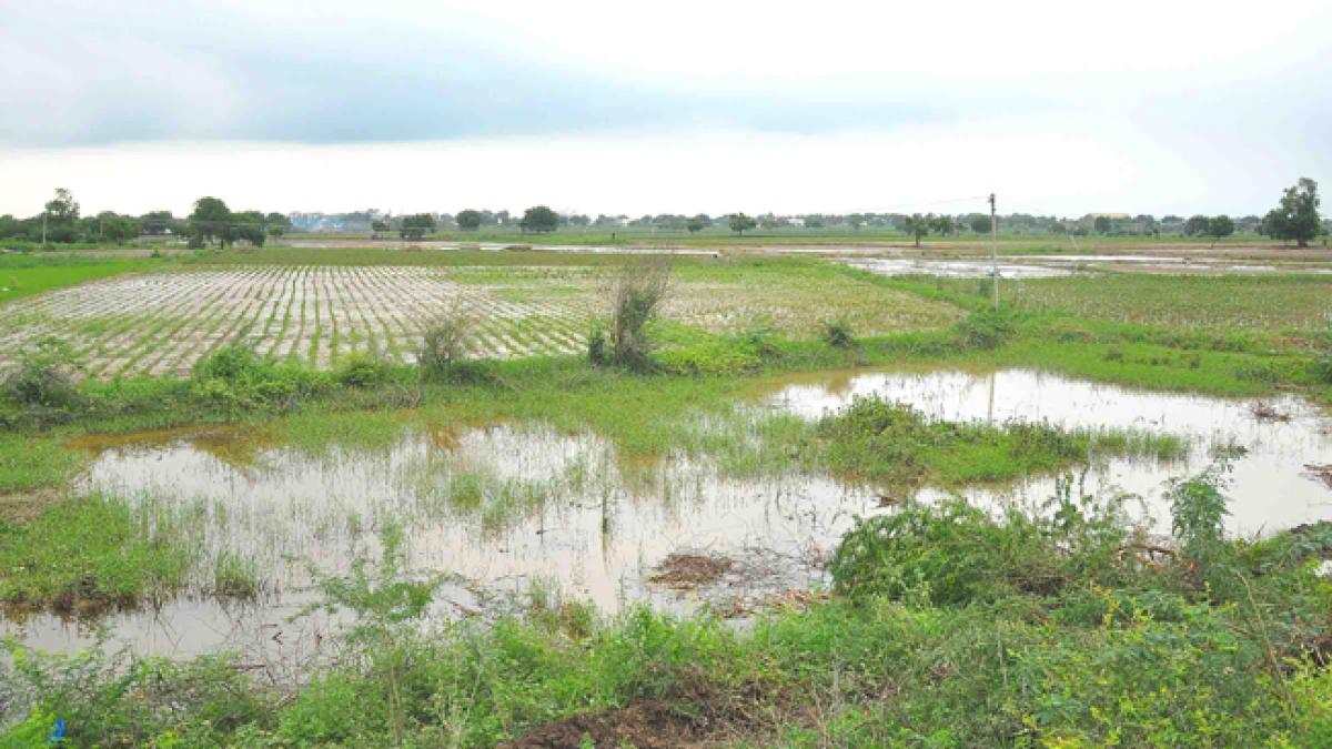 Chilli, horticulture crops in 32K acres inundated