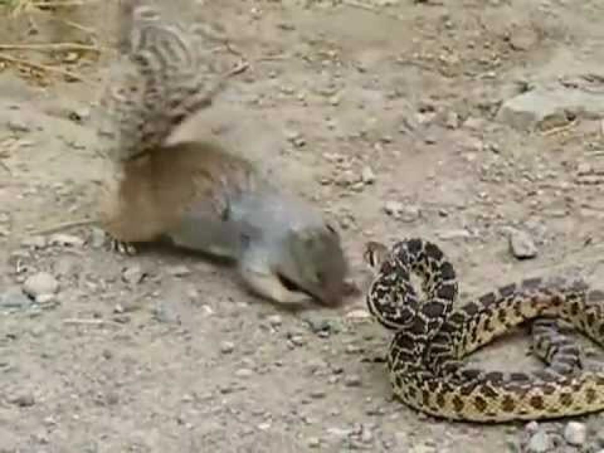 Know the smartness of ground squirrel in dealing rattle snake – A HR message