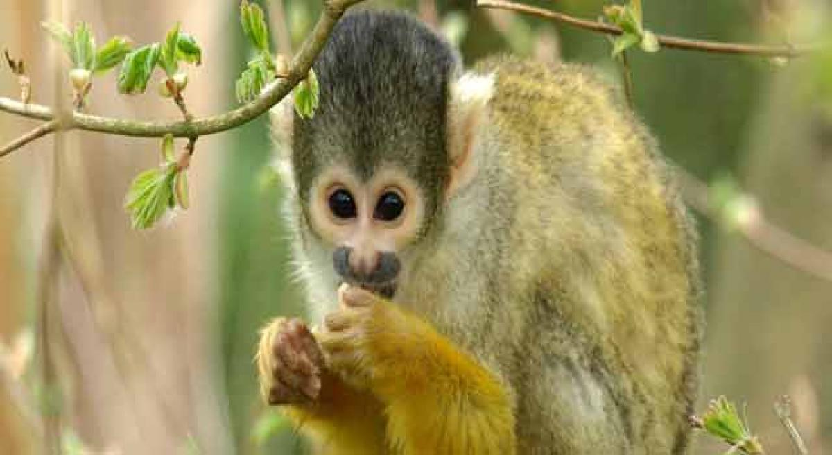 Prehistoric monkey teeth found in Panama rewrite simian migration