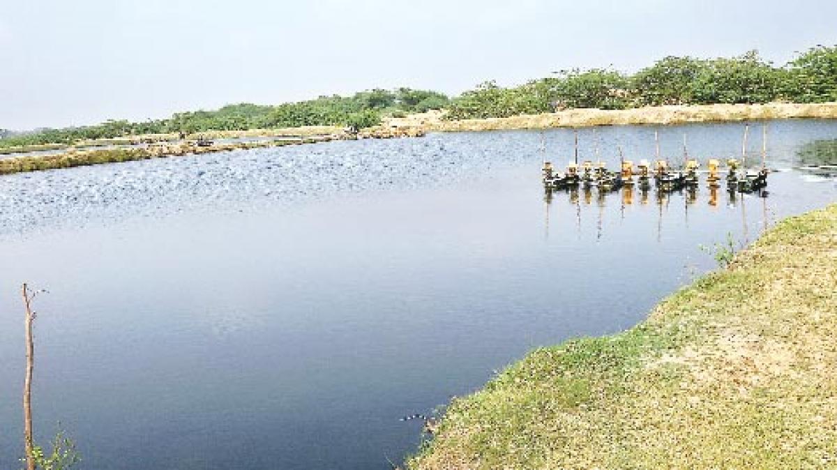 Boost to fish production in Srikakulam