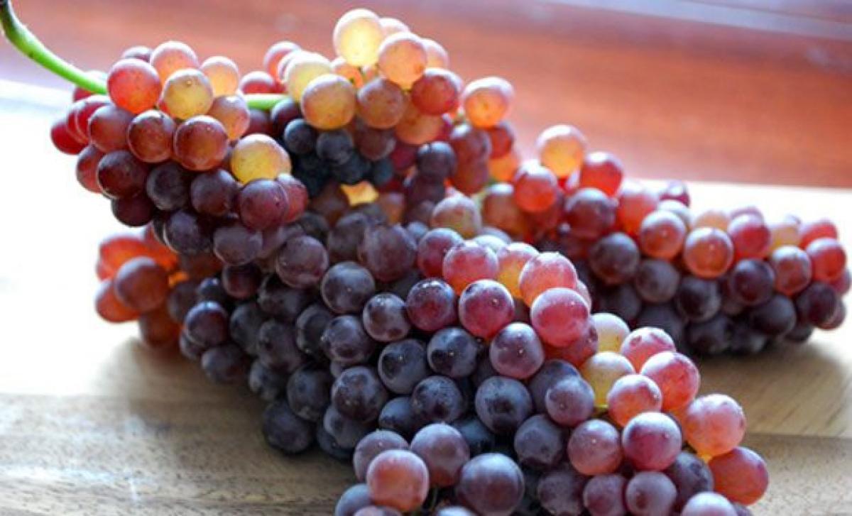 Rare Champagne grapes flourish with global warming