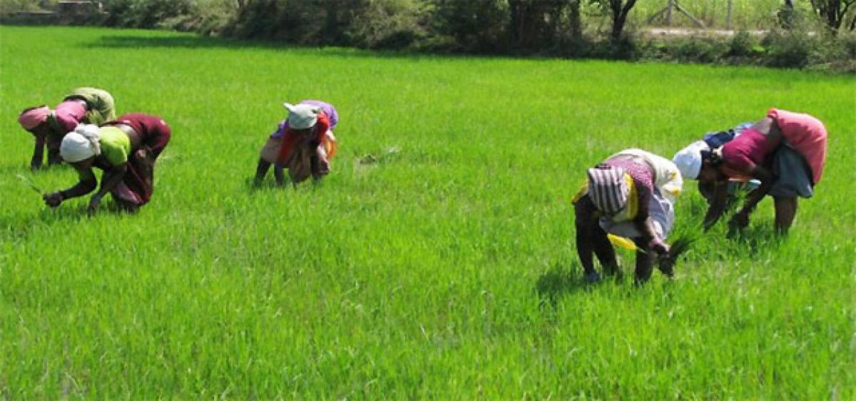 Woman farmer creates prospective pastures with integrated farming