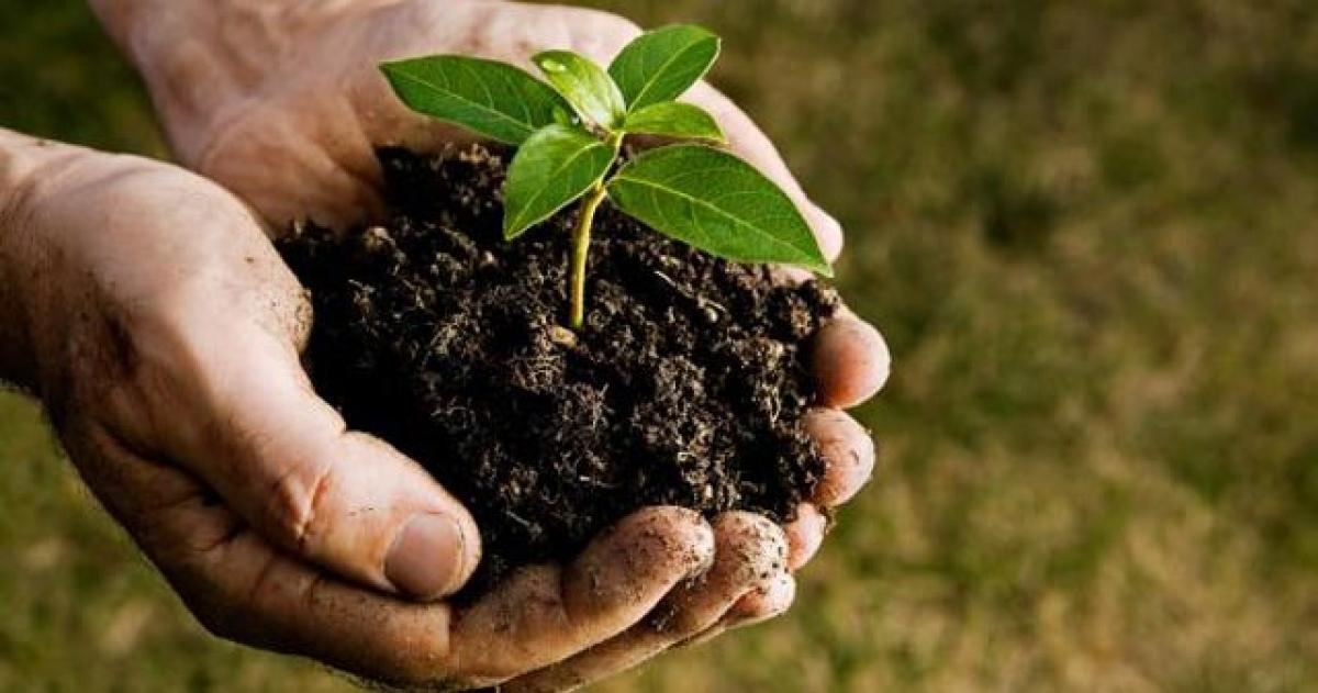 Plan to plant 40 cr saplings this year