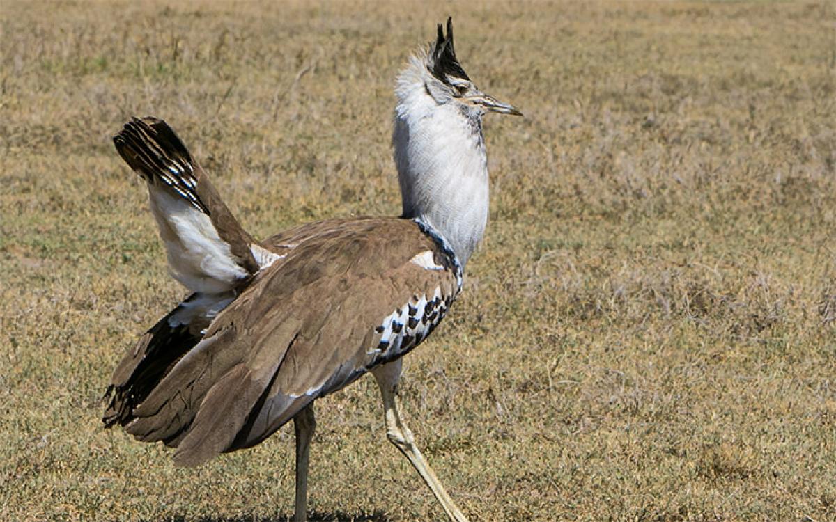 Are you not between fear and capability? Kori Bustard to corporate