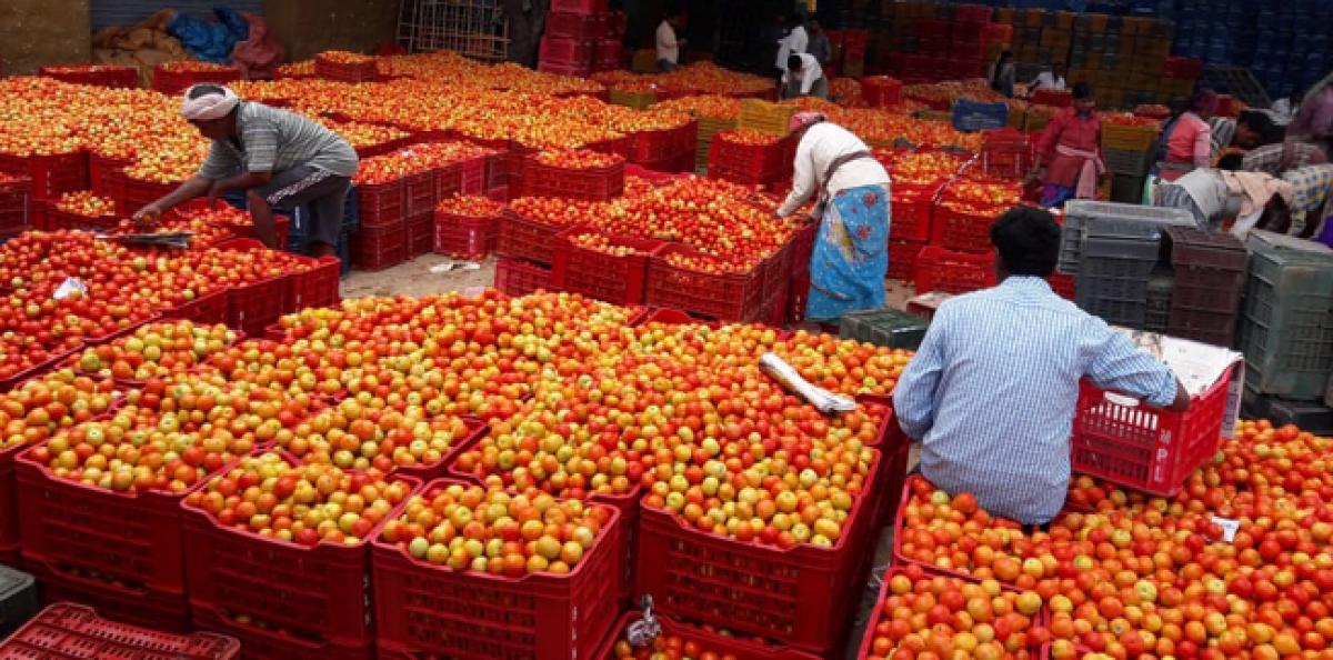 Tomato growers still reel under truckers’ strike impact