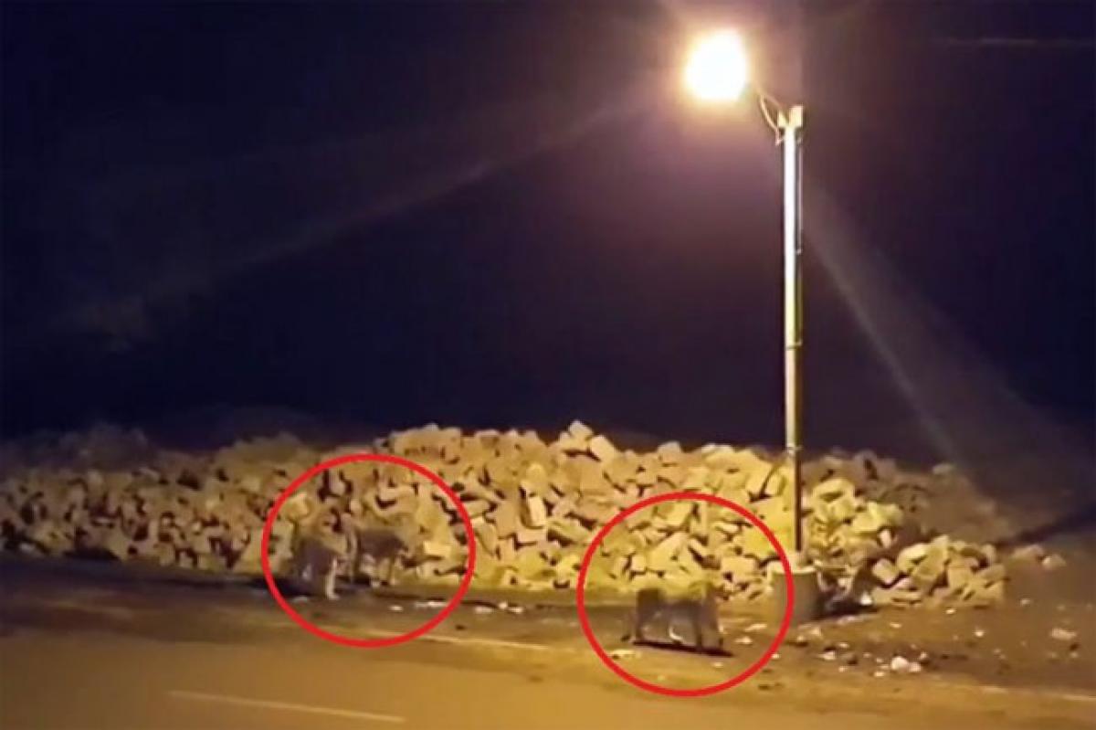 Watch: Gir lions taking a stroll along streets for a change of climate?