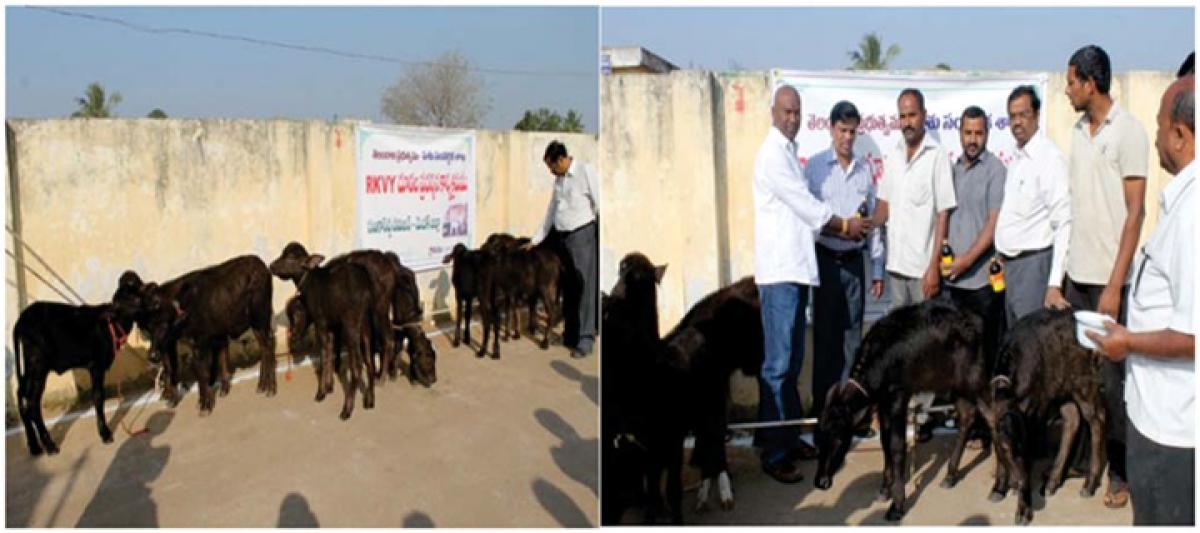 Bangaru Telangana blessed with rich live stocks resources