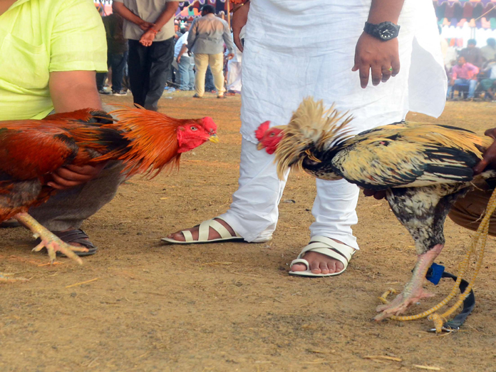 Sankranti becomes a money-spinning festival