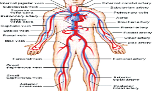 Introduction to body system