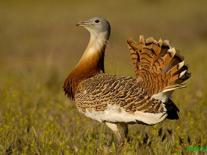 ‘Raj to set up two captive breeding centres for Great Indian Bustards’