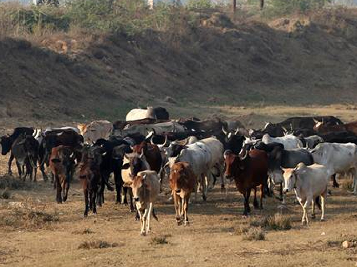 Rajasthan Government To Honour Those Who Adopt Stray Cows