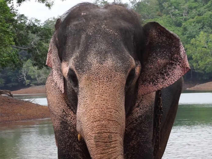 Wild elephant kills farmer in Komarada