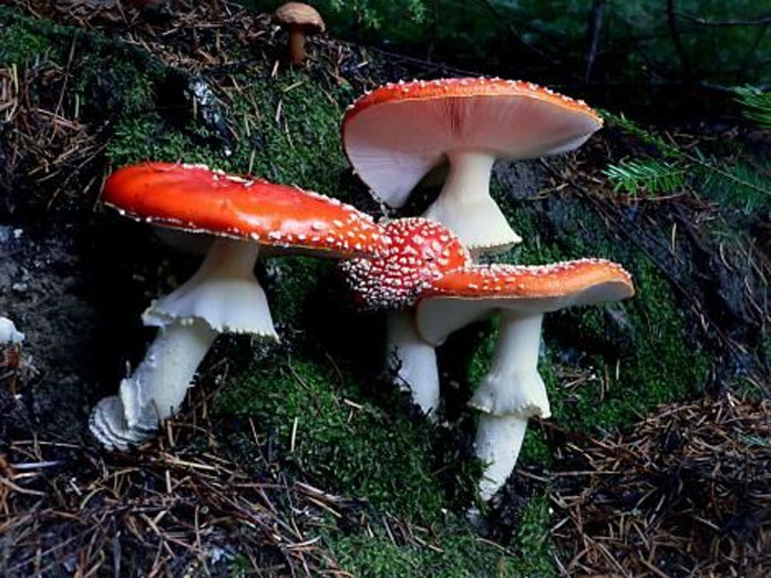 The fascinating world of fungi