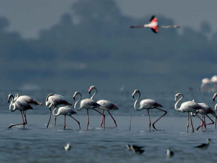 Flamingo Festive from Jan 21 in AP