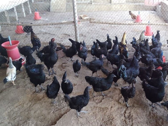 Kadaknath Poultry farming catching up