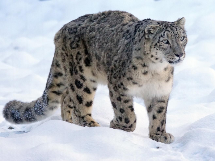 9 snow leopards killed by poachers since 2008