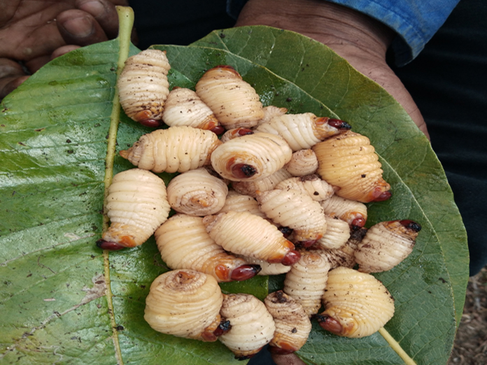 Sago worm dishes set to tickle taste buds of tourists