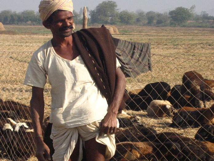 Deccani sheep on the brink of extinction