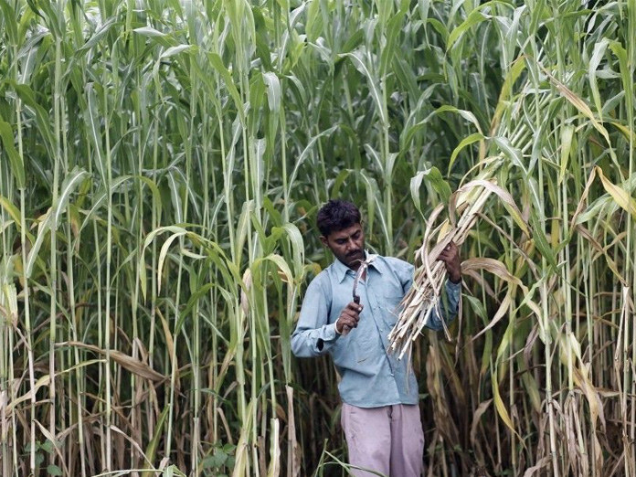 No place for cane growers in farm package