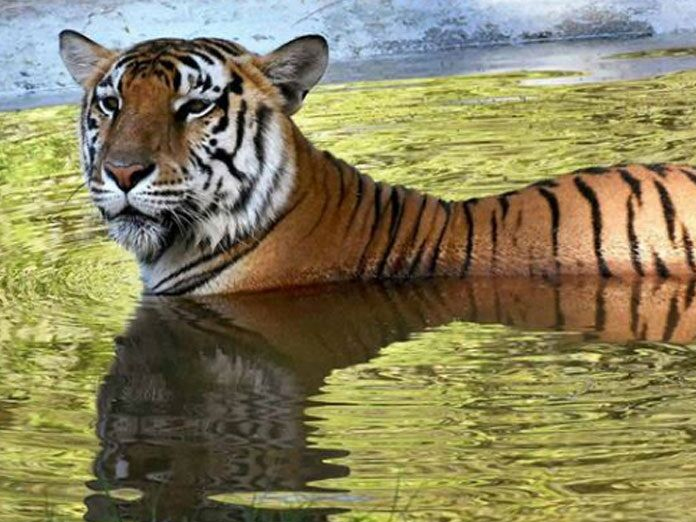 Tiger kills, eats tigress in MP