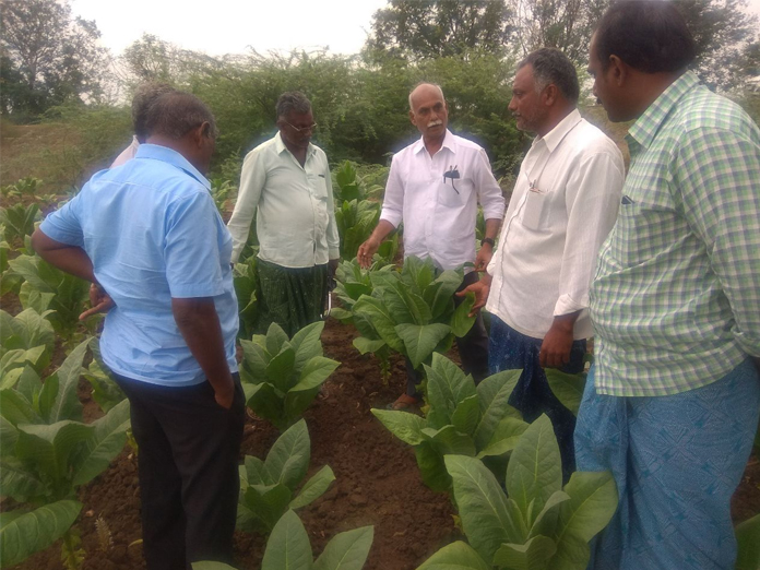 Tobacco Board gives suggestions to growers