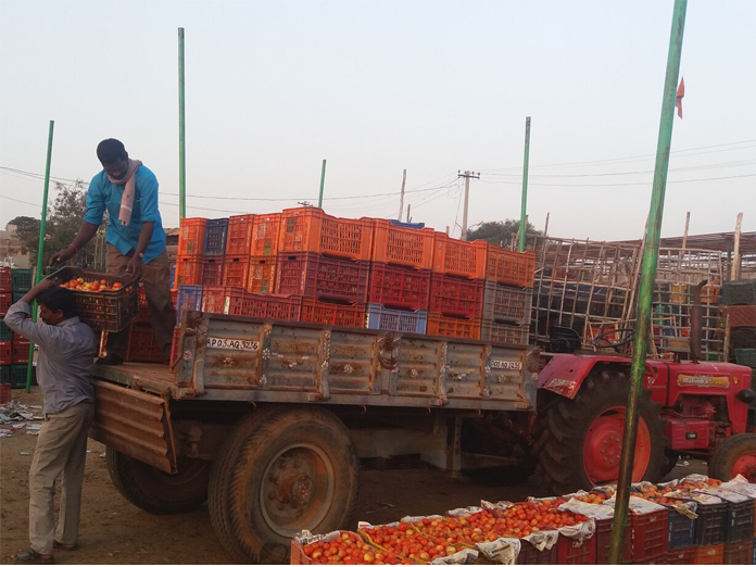 Sankranti brings smiles to tomato farmers