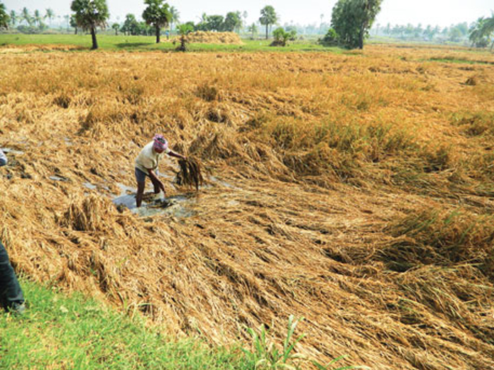 AP Govt to purchase discoloured paddy from today