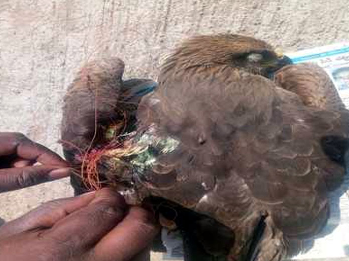 Forest Dept rescues birds during Sankranti festival